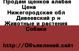 Продам щенков алабая › Цена ­ 5 000 - Нижегородская обл., Дивеевский р-н Животные и растения » Собаки   